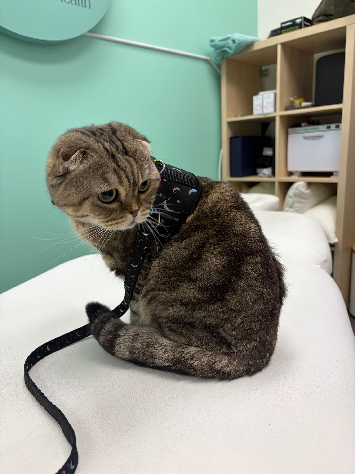 A tabby Scottish Fold cat in a harness relaxing on the treatment table