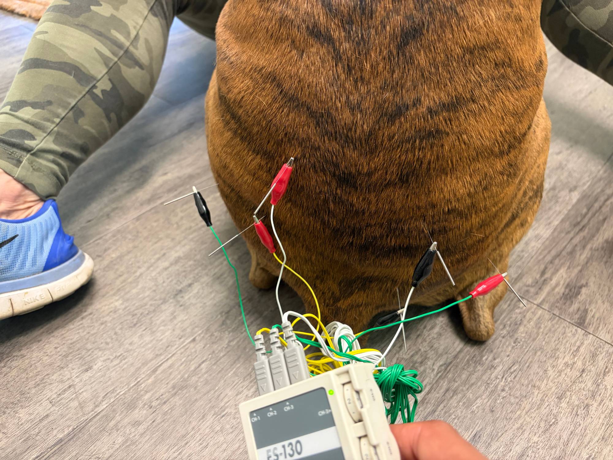 A brindle dog sitting calmly during an electro-acupuncture session
